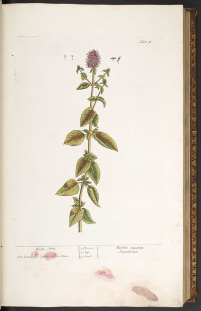 Plate 32, Water Mint, from 