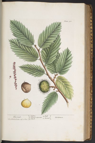 Plate 330, from 
