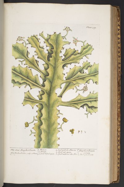 Plate 339, from 