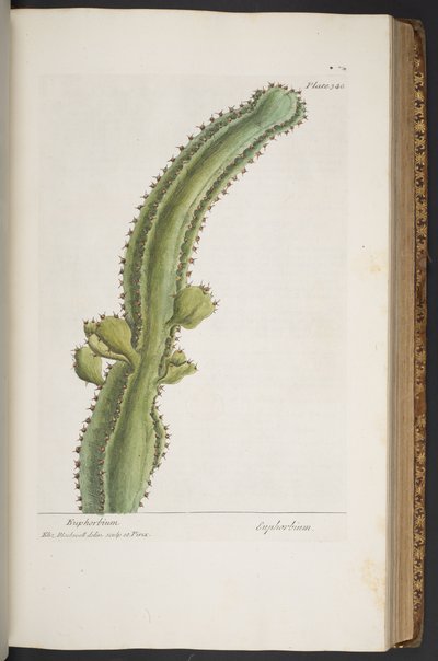 Plate 340, from 