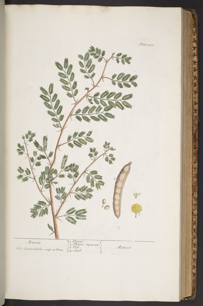 Plate 345, from 