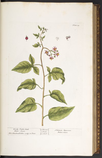Plate 34, Woody Night-Shade, Bitter Sweet, from 