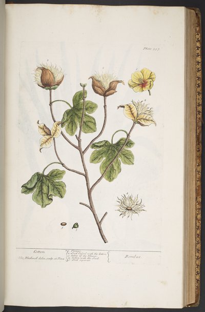 Plate 357, from 