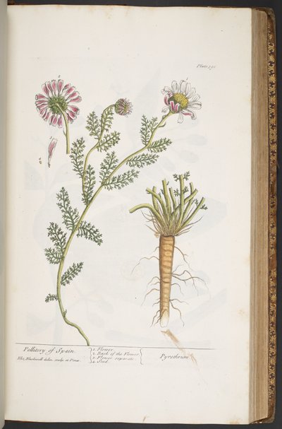 Plate 390, Pellitory of Spain, from 