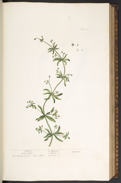 Plate 39, Clivers, Goose Grass, from 