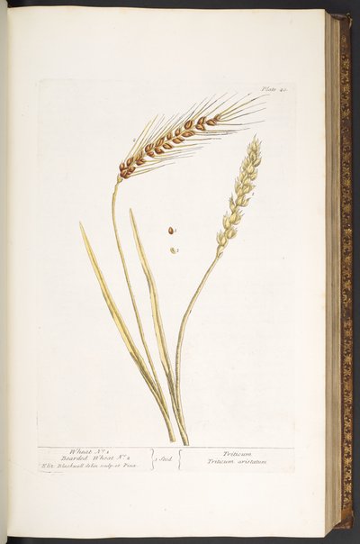 Plate 40, Wheat, and Bearded Wheat, from 