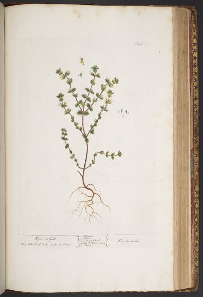 Plate 427, from A Curious Herbal by Elizabeth Blackwell