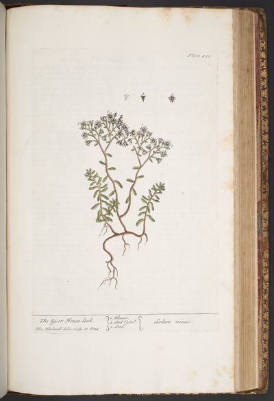 Plate 428, from 