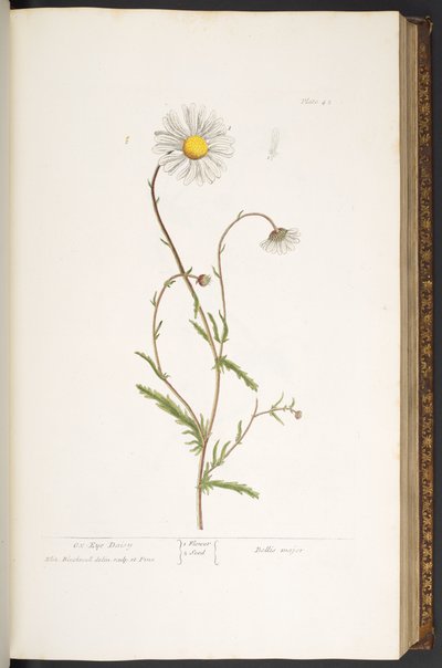 Plate 42, Ox-Eye Daisy, from 