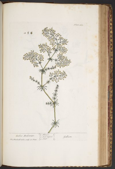 Plate 435, Ladies Bedstraw, from 