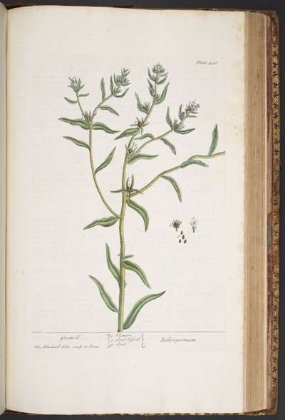 Plate 436, from A Curious Herbal by Elizabeth Blackwell