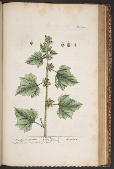 Plate 444, from 