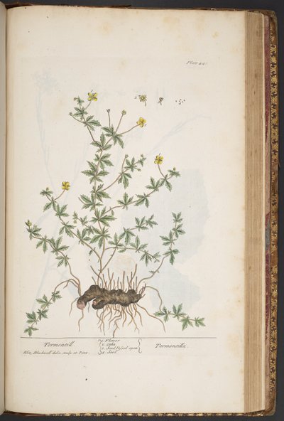Plate 445, from 
