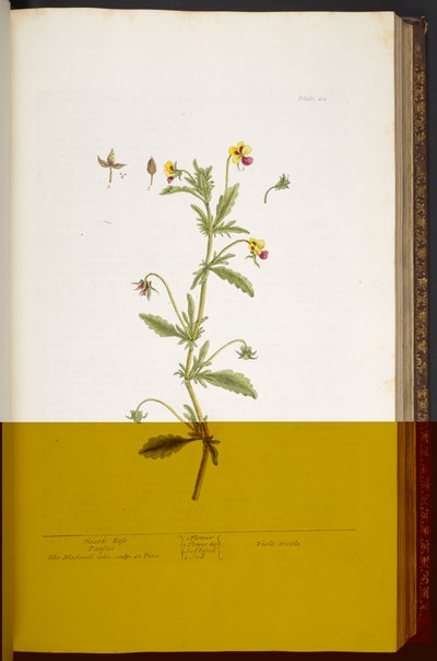 Plate 44, Heart
