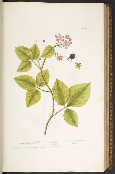 Plate 45, Black Berry Bush, from 