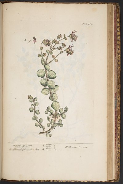Plate 462, from A Curious Herbal by Elizabeth Blackwell