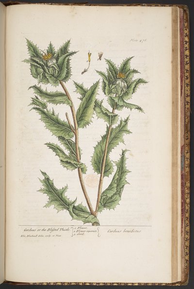 Plate 476, Carduus, or the Blessed Thistle, from 