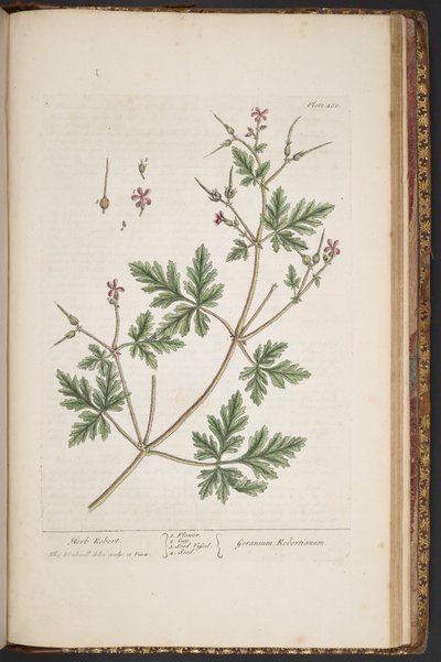 Plate 480, Herb Robert, from 