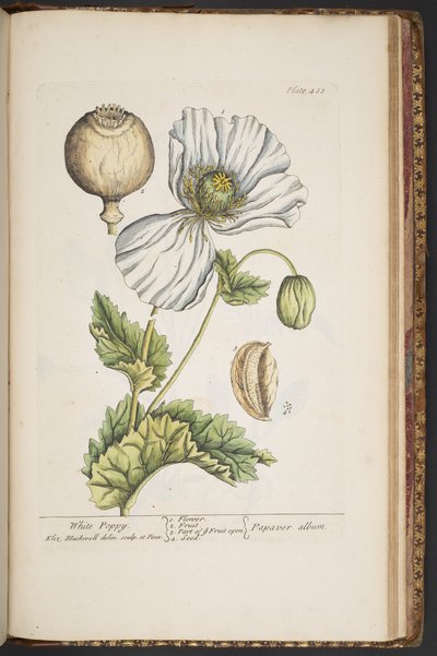 Plate 483, from 