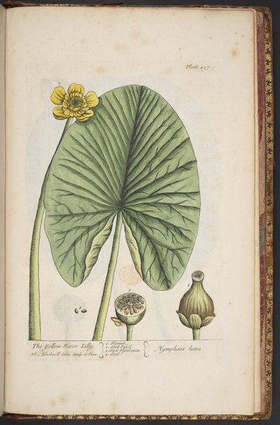 Plate 496, from 