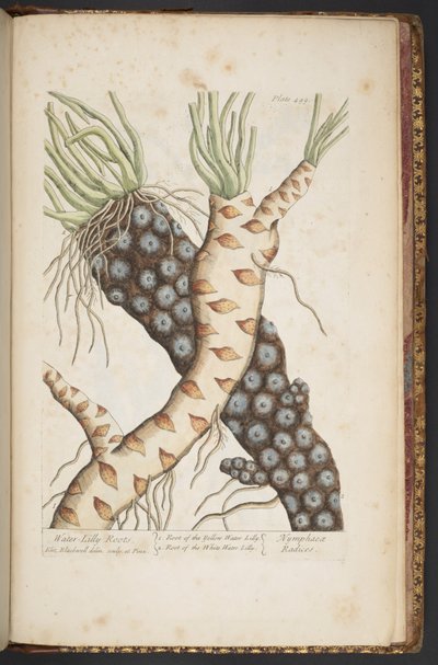 Plate 498, from 
