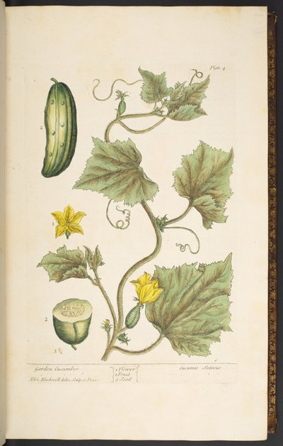 Plate 4, Garden Cucumber, from 