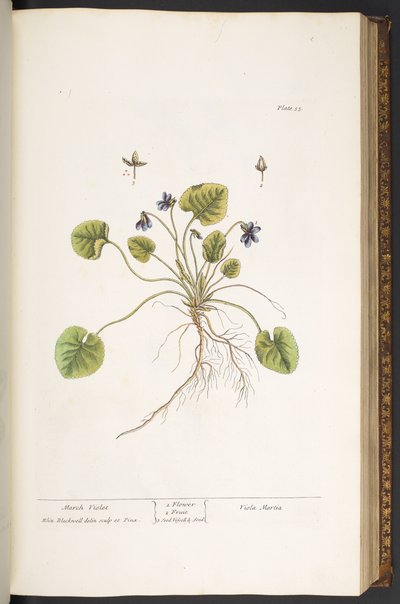 Plate 55, March Violet, from 