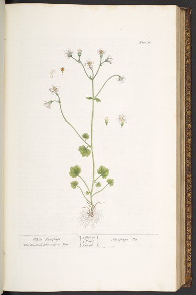 Plate 56, White Saxifrage, from 