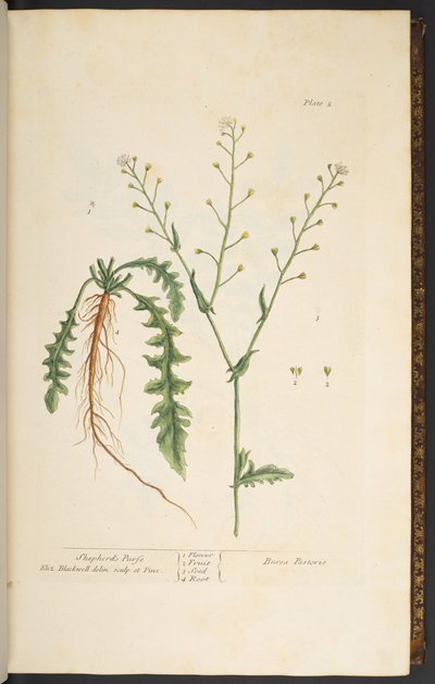 Plate 5, Shepherd