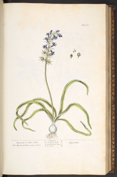 Plate 61, Hyacinth, or Hare Bells, from 