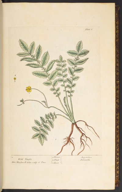 Plate 6, Wild Tansie, from 
