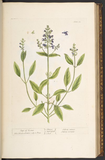 Plate 71, from 