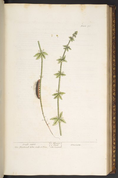 Plate 76, Cross Wort, from 