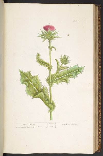 Plate 79, Ladies Thistle, from 