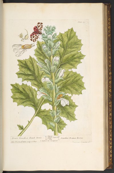 Plate 89, from 