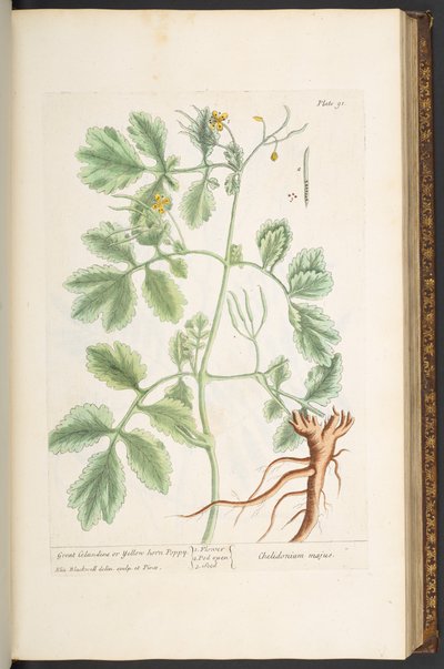 Plate 91, Great Celandine, or Yellow Horn Poppy, from 