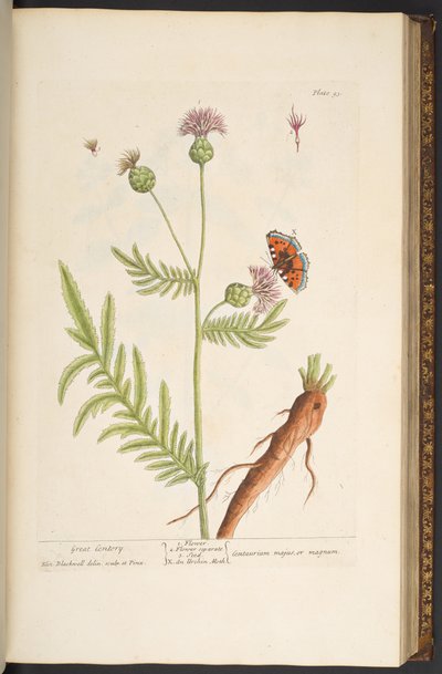 Plate 93, from 
