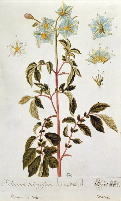 Potato Flowers, plate from 
