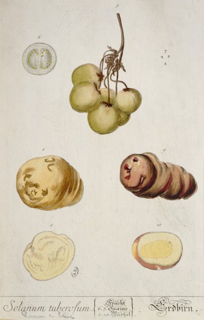 Potato Tubers, plate from 