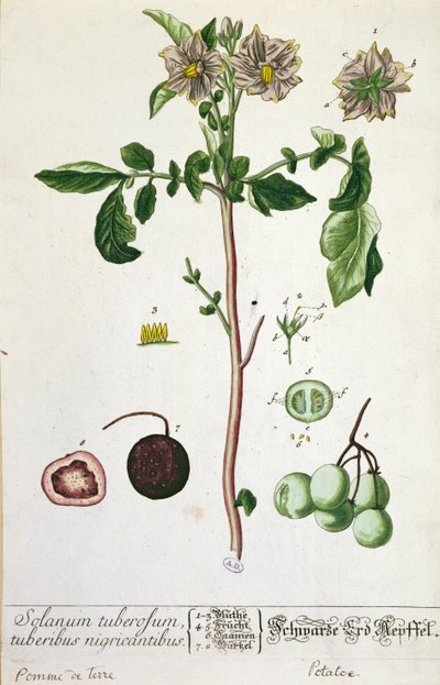 Potato Plant and Fruit, Plate from 
