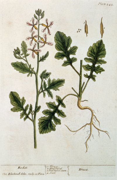 Rocket, plate 242 from 