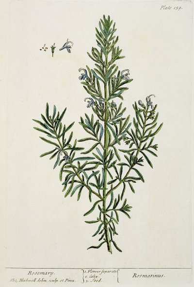 Rosmarinus Officinalis by Elizabeth Blackwell