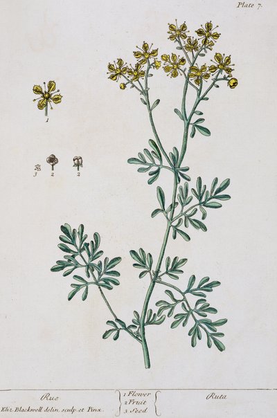 Rue, plate 7 from 