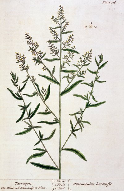 Tarragon, plate 116 from 