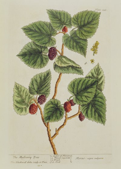 The Mulberry Tree, plate 126 from 