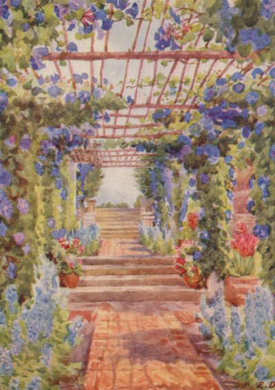Pergola covered with Blue Ipomoea Learii de Grendel, Tygerberg by Elizabeth Drake
