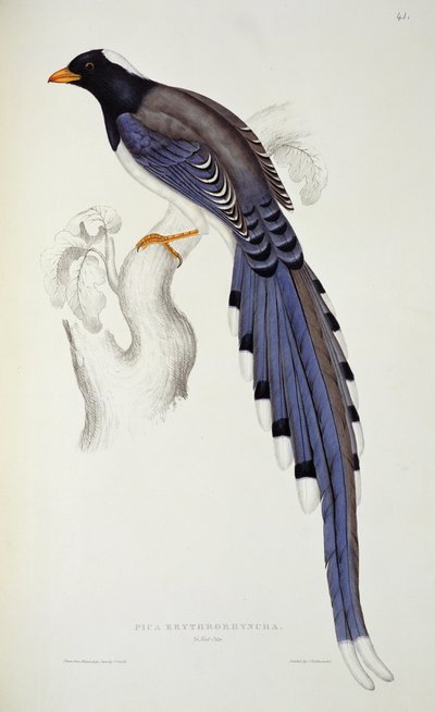 Pica Erythrorhyncha, from 