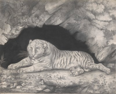 A Tiger Lying in the Entrance of a Cave by Elizabeth Pringle