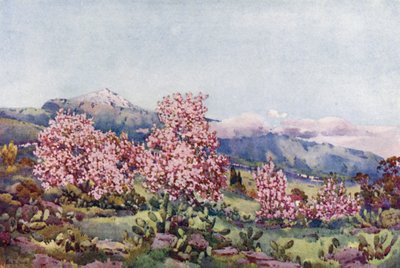 Almond Blossom, Valley of Orotava by Ella Du Cane