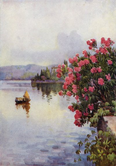 Oleanders by Ella Du Cane